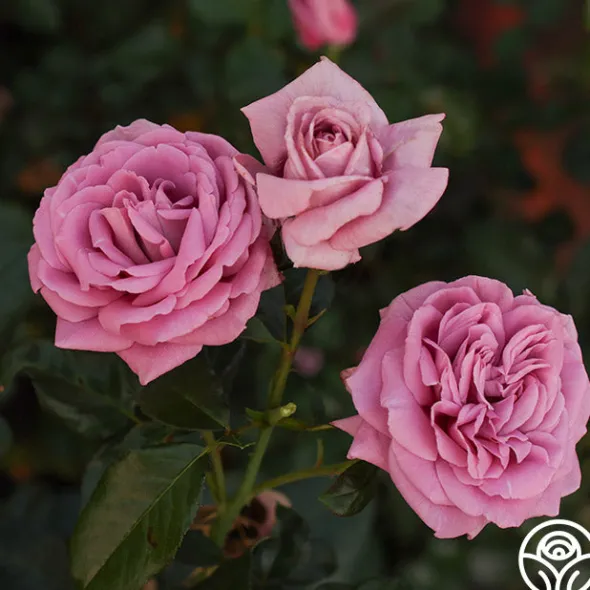 Heirloom Roses Perfumed Kiss® Outlet
