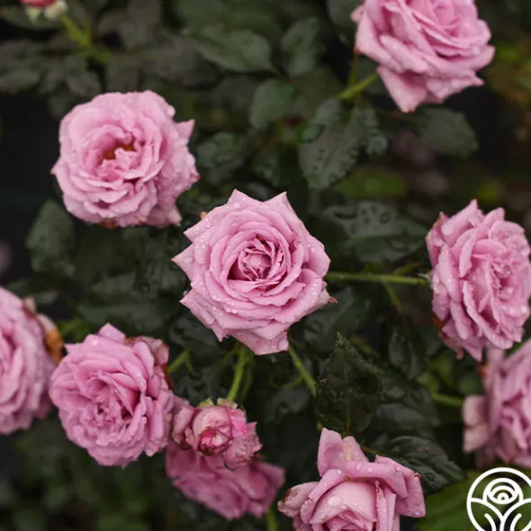 Heirloom Roses Perfumed Kiss® Outlet