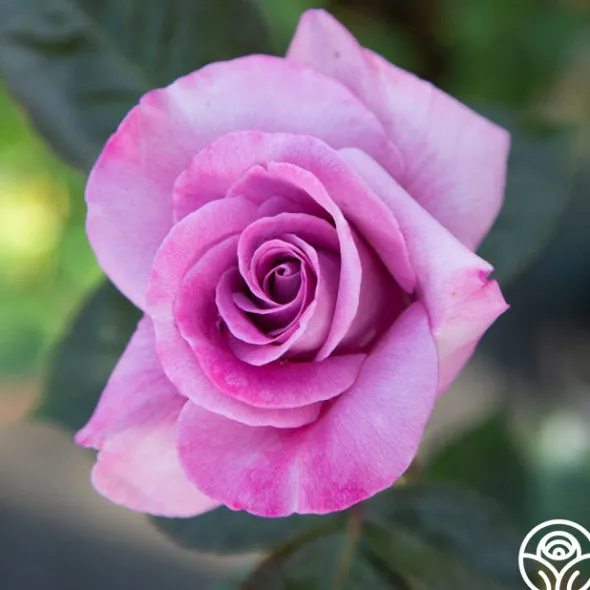 Heirloom Roses Perfumed Kiss® Outlet