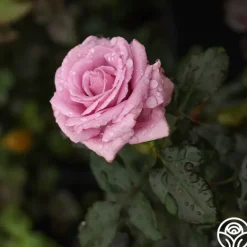 Heirloom Roses Perfumed Kiss® Outlet