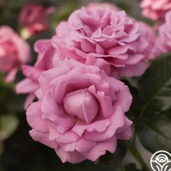 Heirloom Roses Perfumed Kiss® Outlet