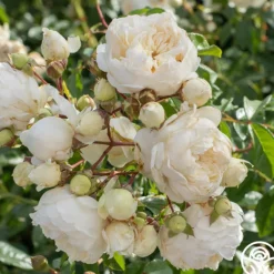 Heirloom Roses Perpetually Yours™ Sale
