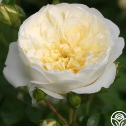 Heirloom Roses Perpetually Yours™ Sale