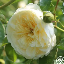Heirloom Roses Perpetually Yours™ Sale