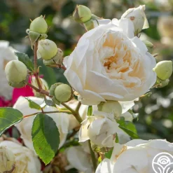 Heirloom Roses Perpetually Yours™ Sale