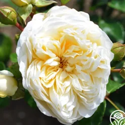 Heirloom Roses Perpetually Yours™ Sale