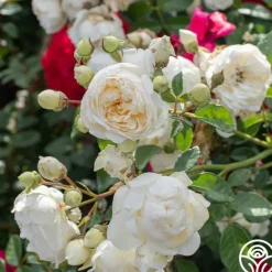 Heirloom Roses Perpetually Yours™ Sale