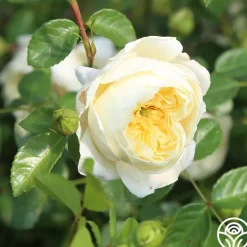 Heirloom Roses Perpetually Yours™ Sale