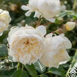Heirloom Roses Perpetually Yours™ Sale