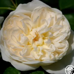 Heirloom Roses Perpetually Yours™ Sale