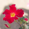 Heirloom Roses Peter Beales™ Clearance