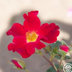 Heirloom Roses Peter Beales™ Clearance