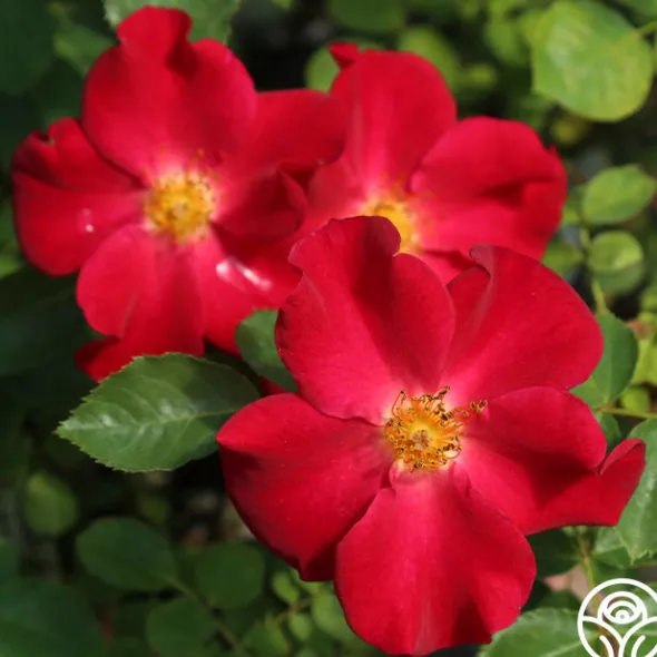 Heirloom Roses Peter Beales™ Clearance