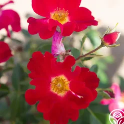 Heirloom Roses Peter Beales™ Clearance