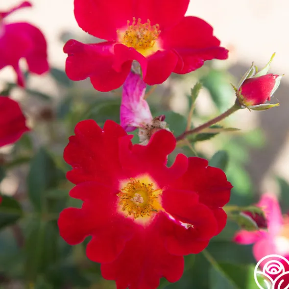 Heirloom Roses Peter Beales™ Clearance