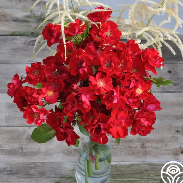 Heirloom Roses Peter Beales™ Clearance
