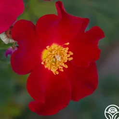Heirloom Roses Peter Beales™ Clearance