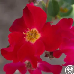 Heirloom Roses Peter Beales™ Clearance