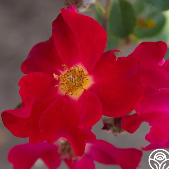 Heirloom Roses Peter Beales™ Clearance