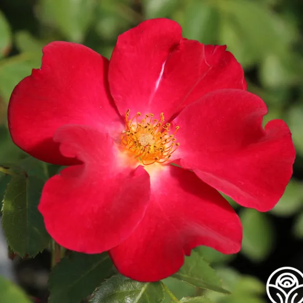 Heirloom Roses Peter Beales™ Clearance