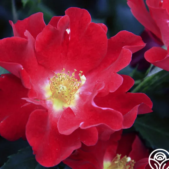 Heirloom Roses Peter Beales™ Clearance