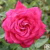 Heirloom Roses Peter Mayle™ Sale