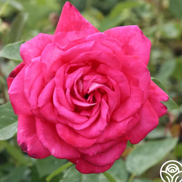 Heirloom Roses Peter Mayle™ Sale