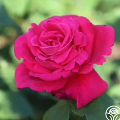 Heirloom Roses Peter Mayle™ Sale