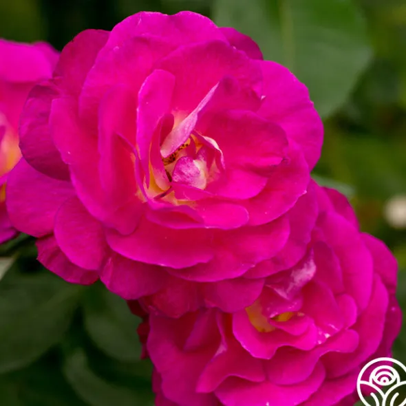 Heirloom Roses Peter Mayle™ Sale
