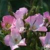 Heirloom Roses Petit Rat De L'opera Clearance