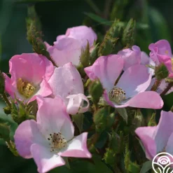 Heirloom Roses Petit Rat De L'opera Clearance
