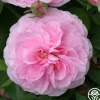 Heirloom Roses Petite de Holland Discount