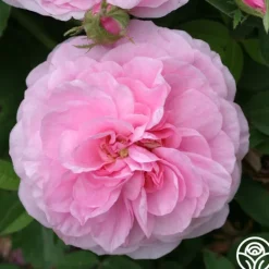 Heirloom Roses Petite de Holland Discount