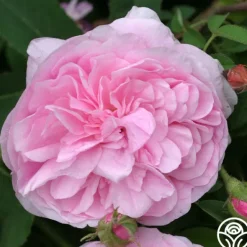 Heirloom Roses Petite de Holland Discount
