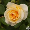 Heirloom Roses Phab Gold Sale