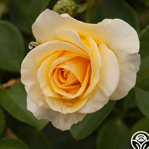 Heirloom Roses Phab Gold Sale