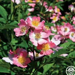 Heirloom Roses Phloxy Baby Outlet