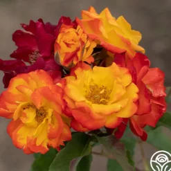 Heirloom Roses Piñata Discount