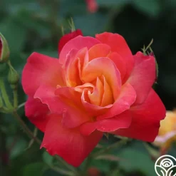 Heirloom Roses Piñata Discount