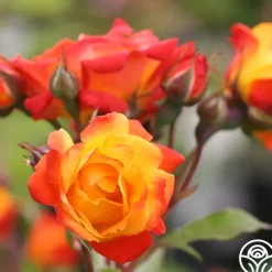 Heirloom Roses Piñata Discount