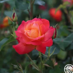 Heirloom Roses Piñata Discount