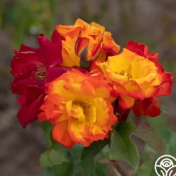 Heirloom Roses Piñata Discount