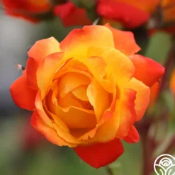 Heirloom Roses Piñata Discount