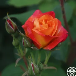 Heirloom Roses Piñata Discount