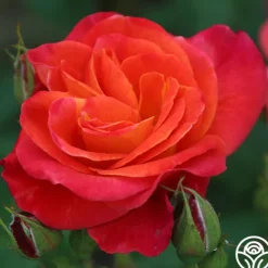 Heirloom Roses Piñata Discount
