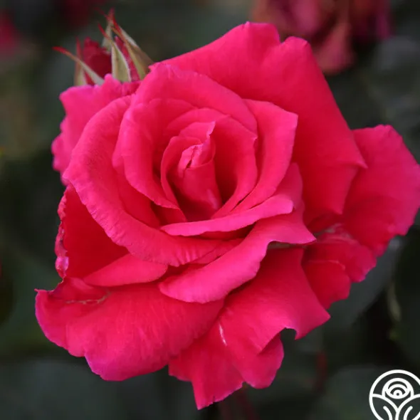 Heirloom Roses Piccolo Pete New