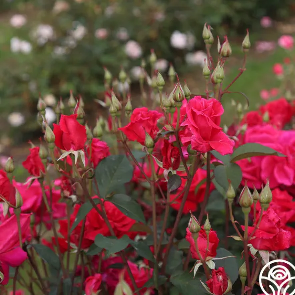 Heirloom Roses Piccolo Pete New