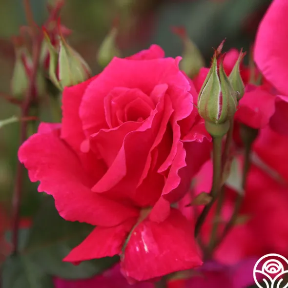 Heirloom Roses Piccolo Pete New
