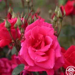 Heirloom Roses Piccolo Pete New