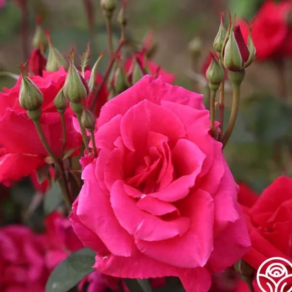 Heirloom Roses Piccolo Pete New